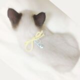 やっぱり猫が好き