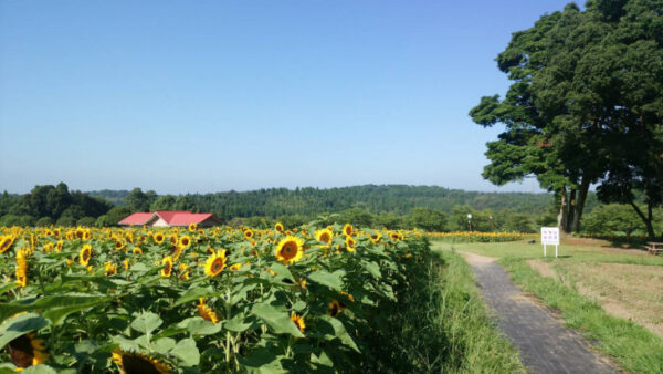 夏が暑いと…