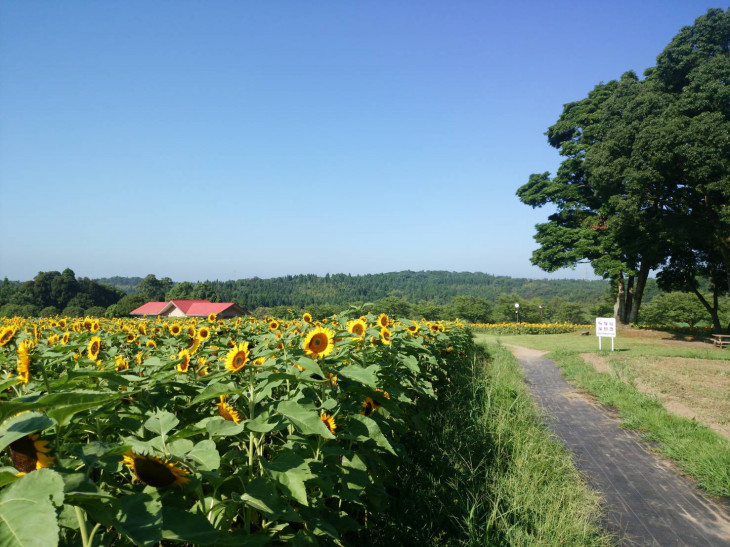 夏が暑いと…